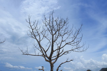 Fototapeta na wymiar Tree with no Leaves