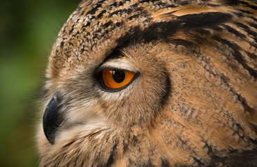 Naklejka premium Closeup of a Eurasian Eagle Owl