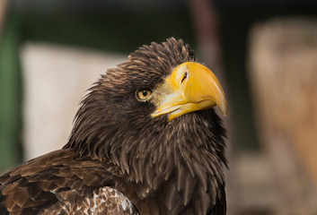 White-Tailed Eagle gazing at the sky
