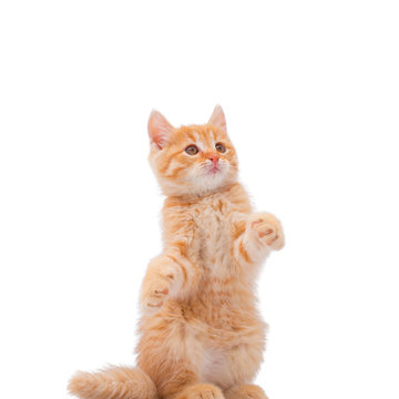 A red kitten sits on its hind legs. Funny pets. White background, isolated image. Square image.