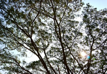 tree and sky