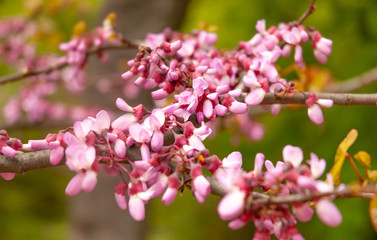 Close-up of a beautifully blooming pink sakura