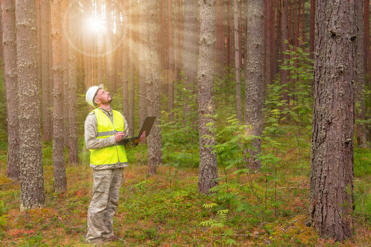 A forest engineer works in a forest with a computer. A man makes a computer taxation of a forest. Forest industry and digital technology. - Powered by Adobe