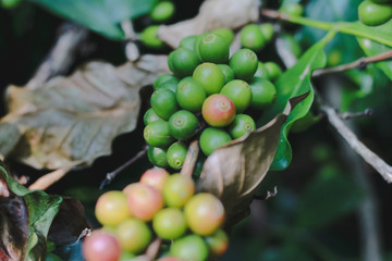 Close-up of coffee beans fruit on tree in farm and plantations.