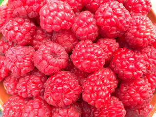 Raspberries background. Texture with ripe raspberries. Lots of large tasty raspberries close-up
