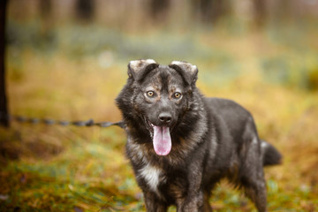 Beautiful unusual mixed breed dog with expressive eyes.