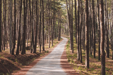 Road through the dark green pine forest