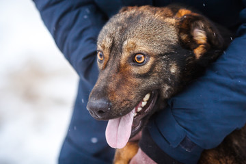Beautiful dog with expressive eyes. Close-up portrait of an unusual dog