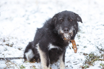 Sad black dog outdoors in winter