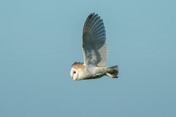 Barn Owl Flying