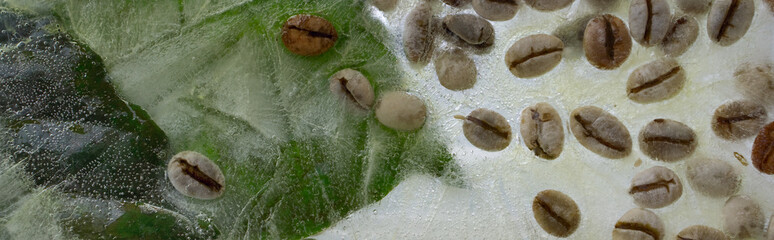 Background of  green leaves of coffee  and green coffee beans    in ice   cube with air bubbles.