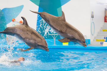 Dolphin performs in the pool