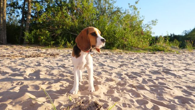 Slow motion portrait of young dog, sunny evening at lake beach. Beagle stand still, turn head to sun. Sand around, green bushes on background