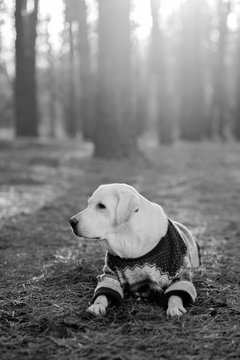 Dog is a friend of man Beautiful Labrador in a sweater in the autumn forest at sunset. Dog in a sweater with deers on the nature. My autumn with a dog. Vanilla picture with sunset.out walking dog