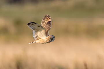 Short Eared Owl Flying