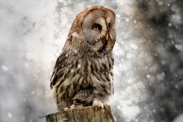 Grey owl in the snow