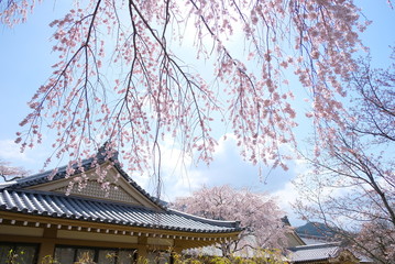 Fototapeta premium 京都 醍醐寺の枝垂れ桜