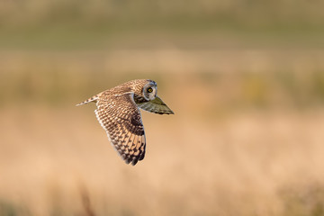 Short Eared Owl Flying