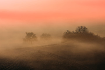morning light in misty hills landscape with trees in fog