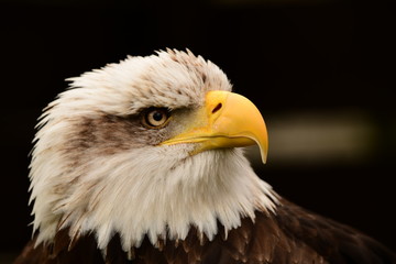 american bald eagle