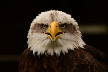american bald eagle