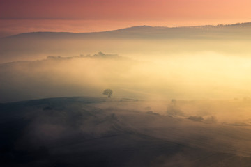 tree on hill in morning fog, fantasy landscape