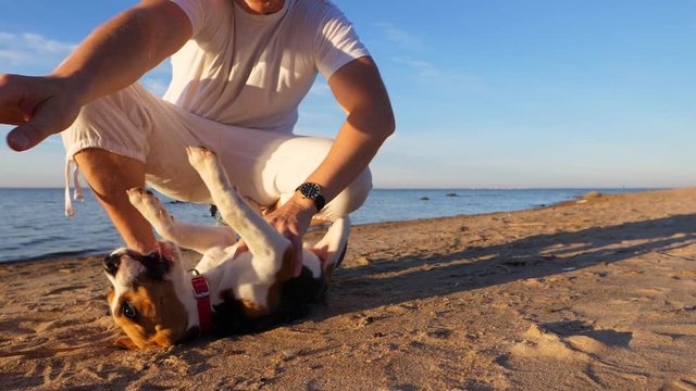 Owner man play, roughhousing with young dog at sunny beach. Beagle wallow on back, try to catch human arms. Slow motion shot of funny two