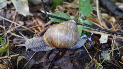 Ślimak na trawie i liściach w lesie na polanie z wystawionymi rogami © Marcin