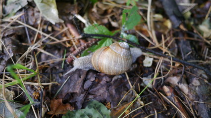 Ślimak na trawie i liściach w lesie na polanie z wystawionymi rogami © Marcin