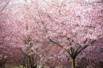 Beautiful city park with cherry trees in bloom. Branches with pink flowers in sunny day. Helsinki, Finland