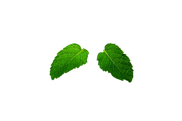 Fototapeta premium Fresh mint leaves isolated on white background.
