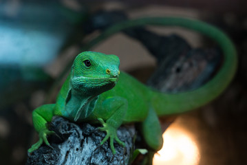 Fijian Banded Iguana