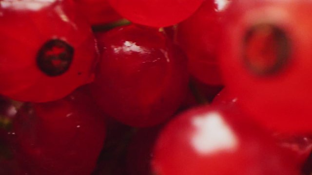 tasty redcurrant with green twigs at bright light closeup