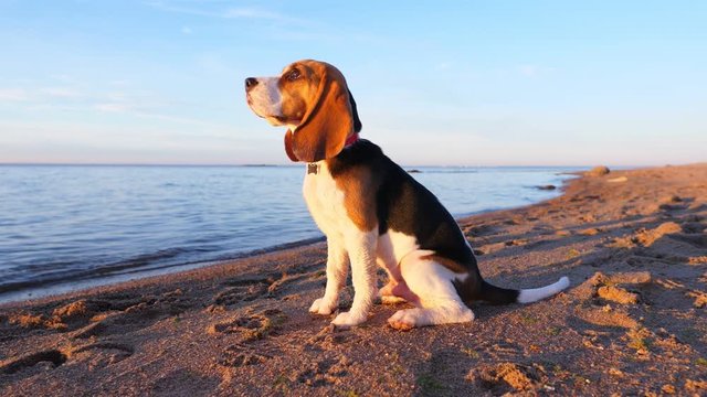 Portrait of dog at beach, beagle glance upwards with reproach emotion, then turn head and look to sky or aside. Slow motion shot, nice sunny outdoors at large lake beach