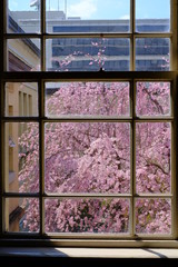 京都府庁 旧本館の枝垂れ桜