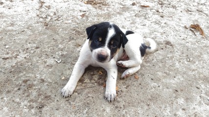 A puppy was lying in the courtyard.