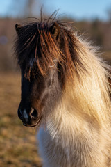 Naklejka na ściany i meble Young pinto colored Icelandic horse in evening sunlight