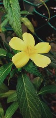 yellow flower in the garden