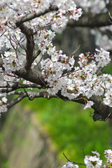 Scientific name is Cerasus ×yedoensis (Matsum.) Masam. & Suzuki ‘Somei-yoshino. 