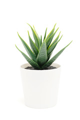 Cactus in white pot isolated on white background with clipping path