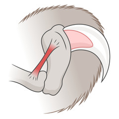 Cat claw scheme illustration © Refluo