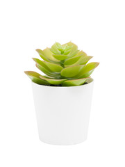 Cactus in white pot isolated on white background with clipping path