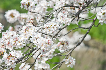 Scientific name is Cerasus ×yedoensis (Matsum.) Masam. & Suzuki ‘Somei-yoshino. 