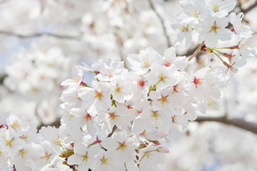 Scientific name is Cerasus ×yedoensis (Matsum.) Masam. & Suzuki ‘Somei-yoshino. 