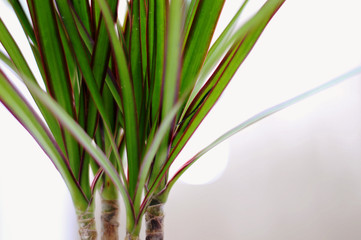 dracaena plant in front of white background