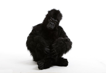 Young man in gorilla costume sitting on floor over white background © MDBPIXS
