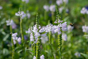 Fototapeta premium Physostegia virginiana flowers and bees in the garden