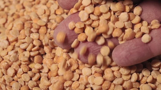 dry peas close-up, hand checks peas. agricultural industry.
