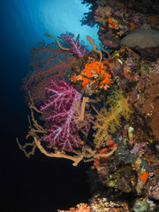 Fototapeta na wymiar Scuba Diving Truk Lagoon, Chuuk Micronesia
