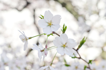 Scientific name is Cerasus &times;yedoensis (Matsum.) Masam. & Suzuki &lsquo;Somei-yoshino. 